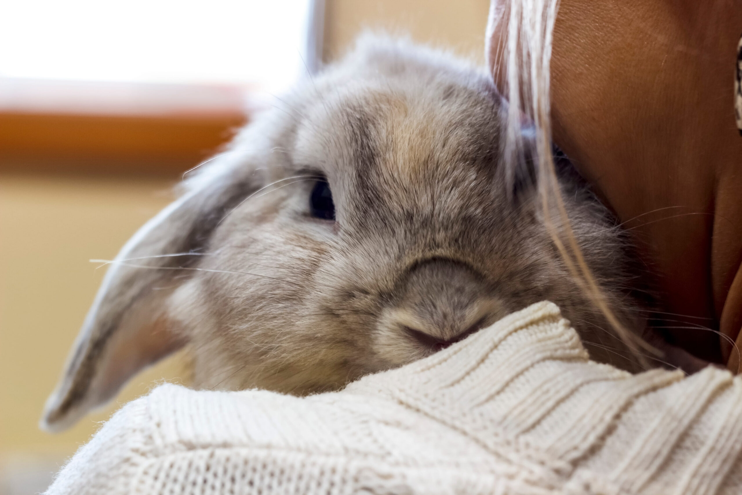 HUD’s New Memo on Assistance Animals: What You Need to Know